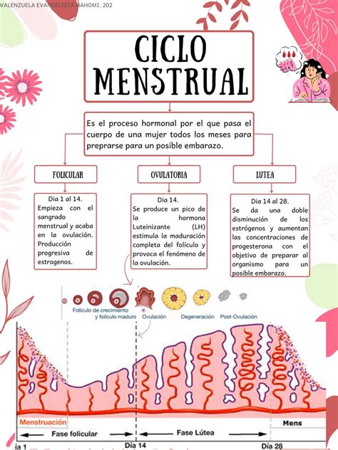 Esquema sobre los efectos de la alimentación en el ciclo menstrual y el papel de los nutrientes clave.