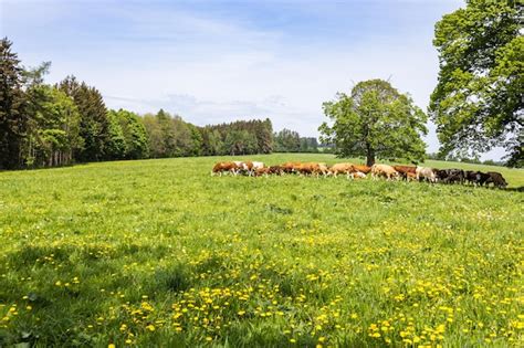 Granja ecológica de Andechser Molkerei Scheitz con vacas pastando en un entorno natural
