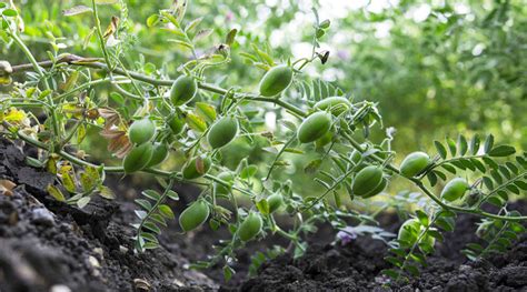 Campo de cultivo de garbanzos en etapa de maduración