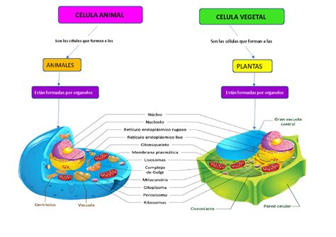 Esquema comparativo de célula vegetal y célula animal, destacando los organelos específicos de cada una