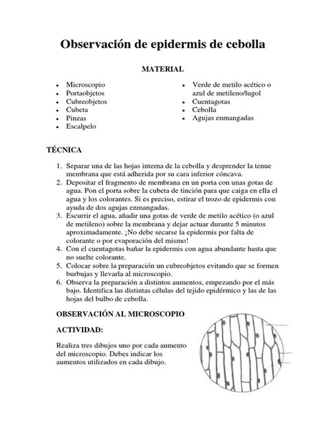 Ilustración paso a paso de la preparación de una muestra de epidermis de cebolla para observación microscópica