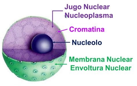 Detalle de la estructura del núcleo celular, mostrando envoltura nuclear, nucleoplasma, nucléolo y cromatina