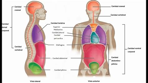 Esquema de las principales cavidades corporales y órganos internos (vísceras) del cuerpo humano