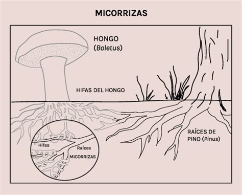 Esquema de un hongo micorrícico asociado a las raíces de un árbol.