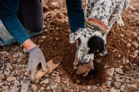 Cazador de trufas con perro en un bosque, buscando trufas negras.