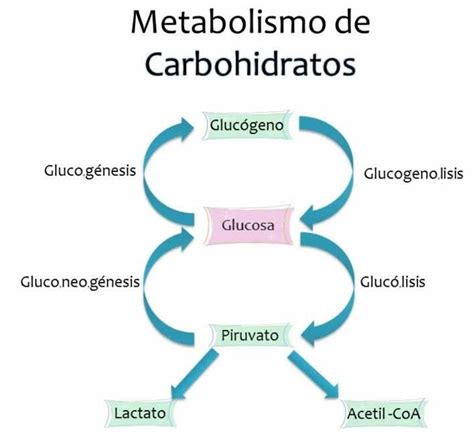 Esquema de cómo los carbohidratos retienen agua en el músculo
