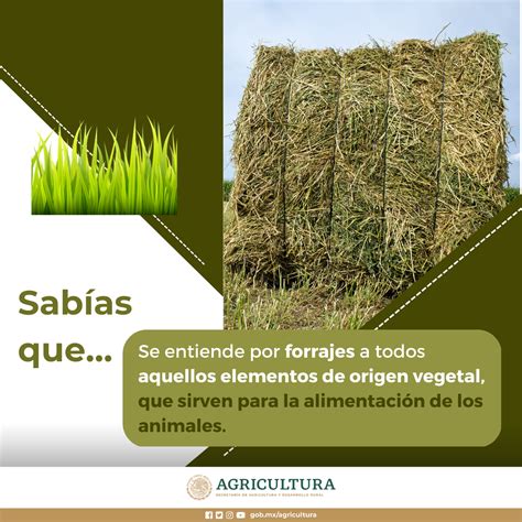 Esquema de cómo el betacaroteno se transfiere del forraje a la leche y se concentra en el queso