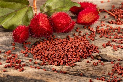 Ilustración o fotografía de las semillas de annatto (achiote) y el colorante que producen