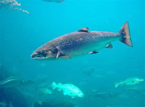 Salmón Atlántico en su hábitat natural o en piscifactoría