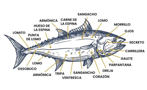 Esquema anatómico del atún blanco con sus principales características físicas