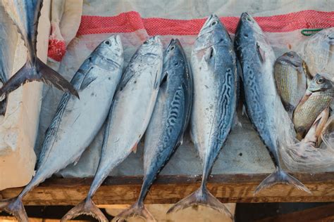 Presentación de atún blanco fresco en un mercado de pescado