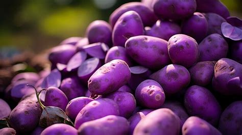 Imagen de una variedad de patatas moradas, resaltando su contenido en antocianinas.