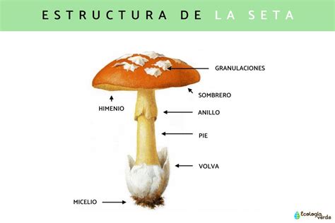 Esquema de las partes de un bagel con su característico agujero central