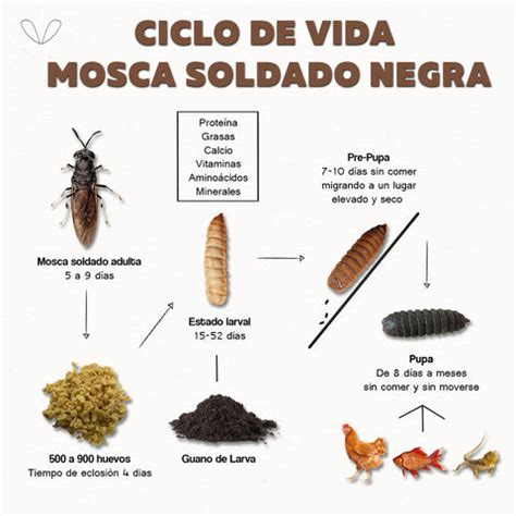 Infografía del ciclo de vida de la mosca soldado negro (Hermetia illucens)