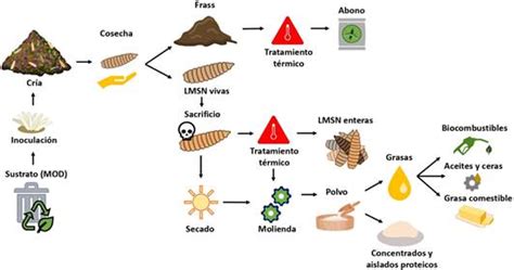 Diagrama del proceso de producción de harina de mosca soldado negro a partir de residuos orgánicos