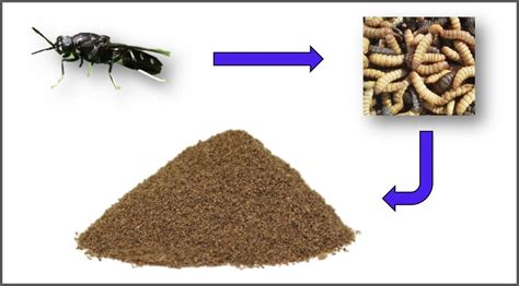 Comparativa nutricional de la harina de mosca soldado negro con otras fuentes de proteína