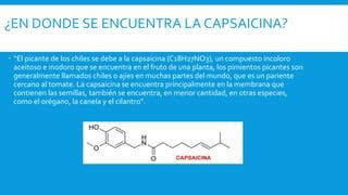 Esquema de la molécula de capsaicina y cómo interactúa con los receptores de dolor