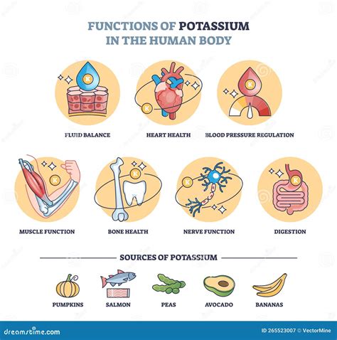 Infografía sobre las funciones del potasio en el cuerpo humano y sus rangos de seguridad