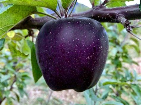 Fotografía de manzanas Black Diamond en su estado natural, listas para la cosecha