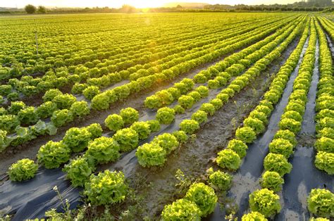 Campo de cultivo de lechugas diversas