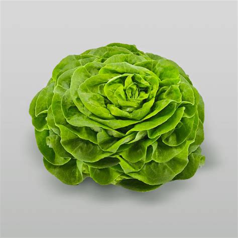 Lechuga Milanesa en primer plano mostrando sus hojas sueltas y semicrespas