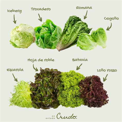Infografía comparativa de diferentes tipos de lechugas: Milanesa, Romana, Iceberg, Lollo Rosso, Escarola