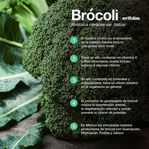 Esquema taxonómico que muestra la clasificación del brócoli dentro de la familia de las brasicáceas y su relación con otras variedades como el repollo y la coliflor.