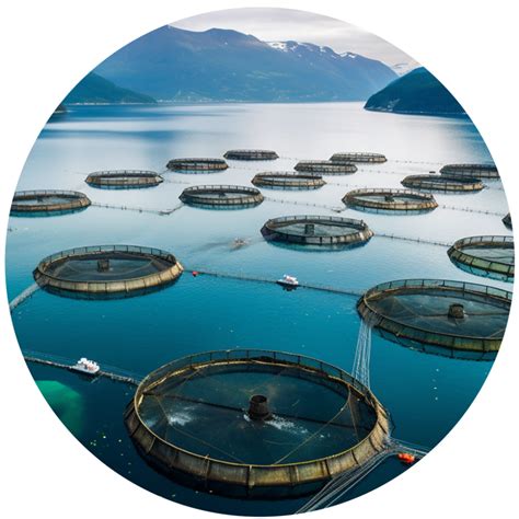 Ilustración de nuevos estanques de silo para la industria salmonera, destacando su gran capacidad de almacenamiento.