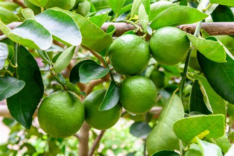 Dibujo botánico o foto del árbol de limón con sus frutos