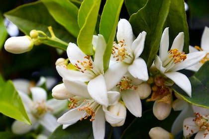 Foto macro de una flor de azahar de limonero