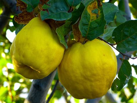 Tabla de características físicas del fruto de membrillo.