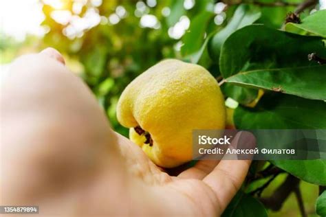 Imágenes de frutos de membrillo con punteado rojizo y gráficas de la evolución del color.