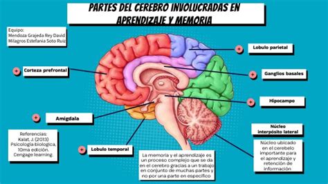 Ilustración de un cerebro humano mostrando las áreas asociadas con la memoria y la concentración, junto a una manzana