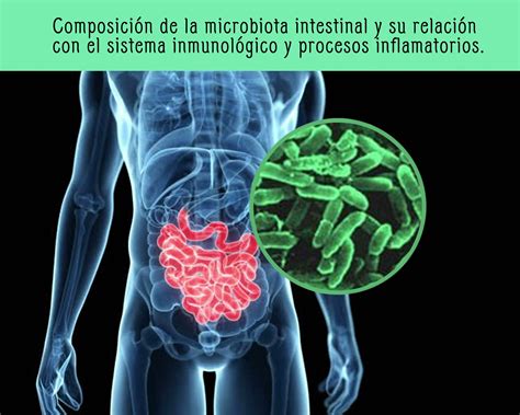 Infografía: relación entre la microbiota intestinal y el sistema inmune