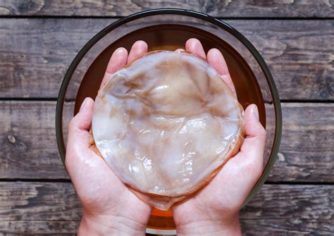 Cultivo SCOBY flotando en la kombucha