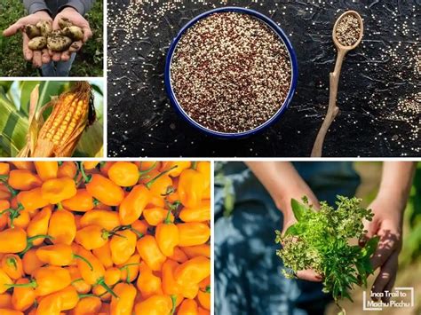 infografía de ingredientes típicos del Norte Chico (maíz, quinua, papa chuño, carne de alpaca, ají, limón de Pica, algarrobo)