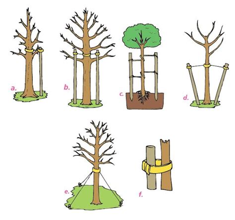 Dibujo detallado de una estructura de tutores para porotos trepadores, estilo