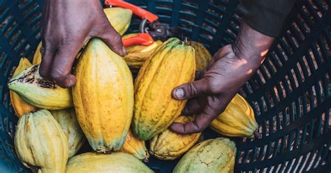 Planta de cacao con mazorcas maduras