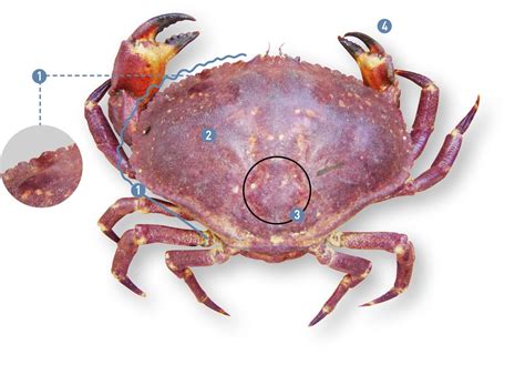 Esquema de la jaiba marmola (Metacarcinus edwardsii)
