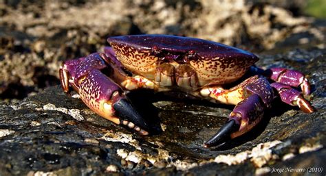 Jaiba Mora (Homalaspis plana) con su característica coloración morada-púrpura