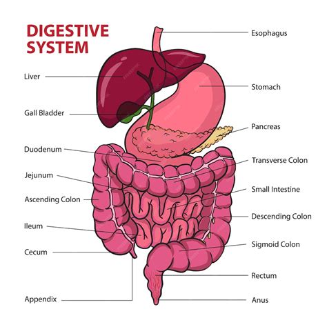 Diagrama del sistema digestivo humano mostrando la ubicación y concentración de la microbiota