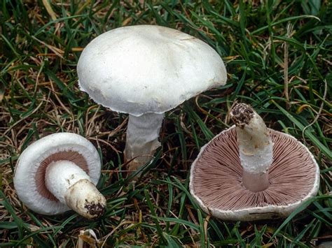 Ilustración detallada del champiñón silvestre Agaricus campestris