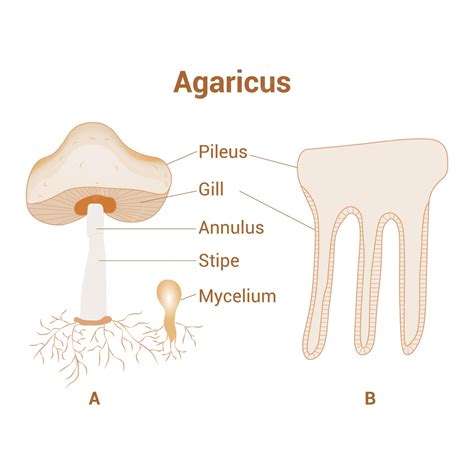 Esquema de las partes del Agaricus bisporus