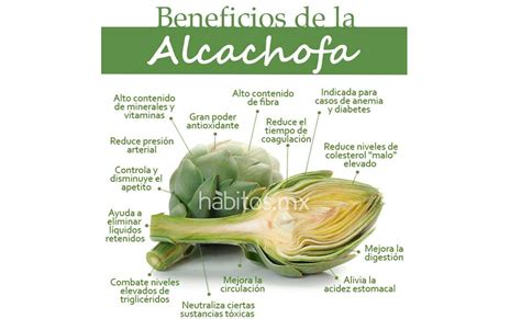 Infografía sobre los principales beneficios para la salud de la alcachofa