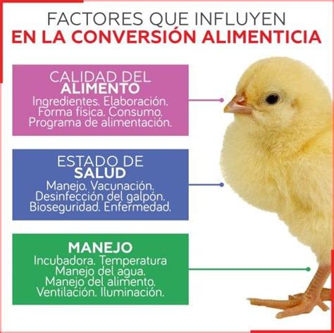 Gráfico mostrando la mejora en la conversión alimenticia o crecimiento del pollo a lo largo del tiempo
