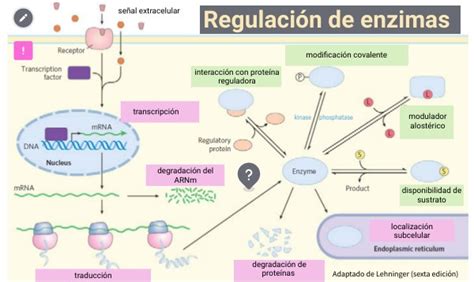 Diagrama esquemático que ilustra los cambios en los mecanismos de regulación osmótica del agua dulce al agua de mar durante la esmoltificación.