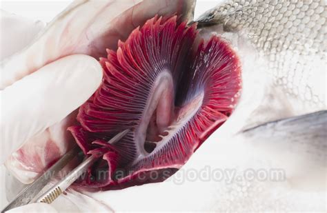 Micrografía de branquias de salmón mostrando daño tisular causado por exposición a aluminio.