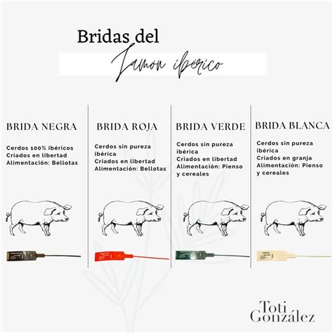 Infografía o esquema visual de las cuatro bridas de calidad del jamón ibérico con sus colores correspondientes