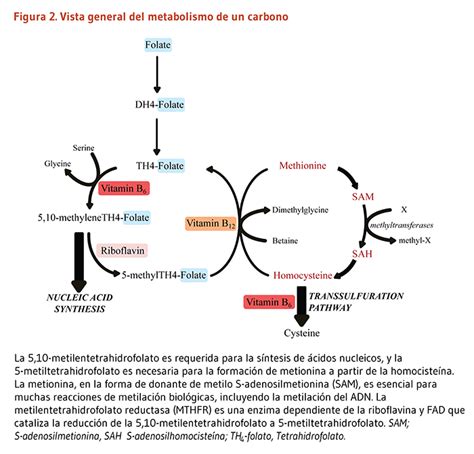 Esquema del metabolismo del folato y sus interacciones con otras vitaminas B