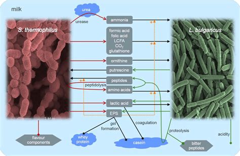 Esquema de las bacterias Lactobacillus y Streptococcus implicadas en la fermentación del yogur